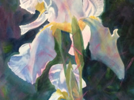 White Iris 30" x 22"